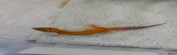 Leopard Gecko reptiles for sale: Baby leopard geckos  - Advert 6