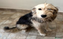 Mixed Breed dogs for adoption: YUKY - a superb little girl, for a Loving Home - Image 5