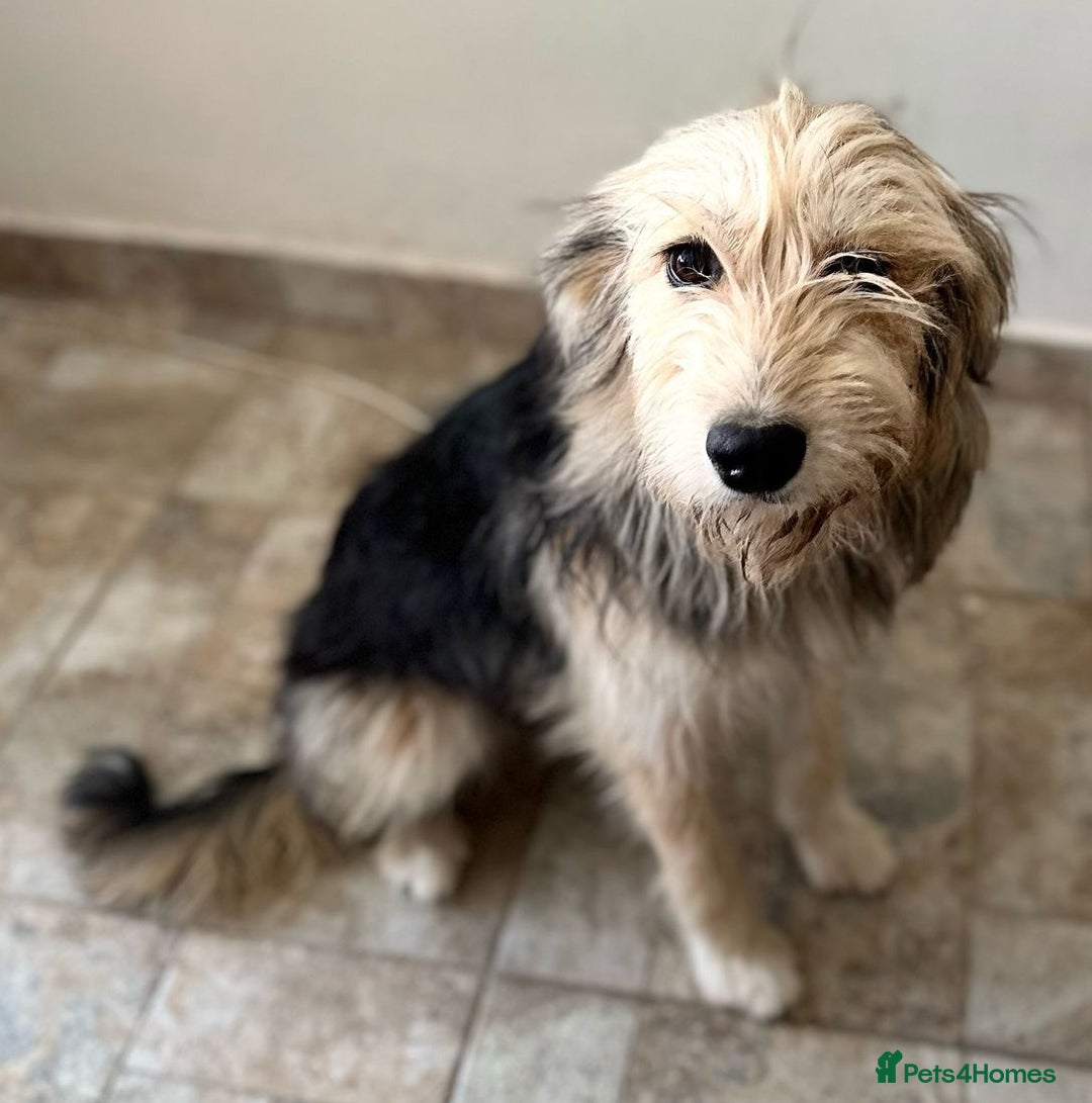 Mixed Breed dogs for adoption: YUKY - a superb little girl, for a Loving Home - Image 5