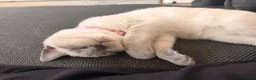 British Shorthair cats for sale: Adorable Colourpoint BSH Female Kitten £750 - Advert 5