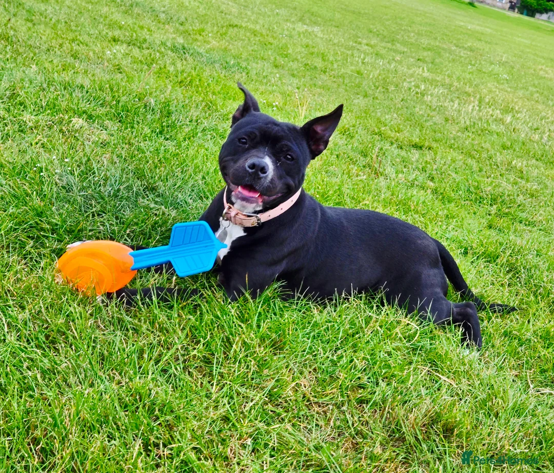 Mixed Breed dogs for sale: Mix Staffy for sale - Advert 2