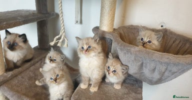 Ragdoll cats 💗Beautiful GCCF registered Ragdoll Kittens. - Advert 13