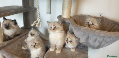 Ragdoll cats 💗Beautiful GCCF registered Ragdoll Kittens. - Advert 3