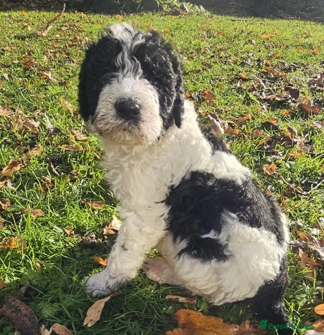 Labradoodle dogs for stud: Hypoallergenic Health Checked Labradoodle PROVEN😍 - Advert 16