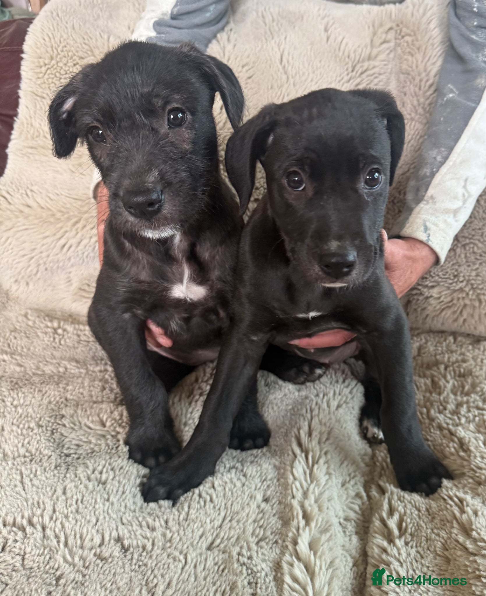 Mixed Breed dogs Lurcher x Presa  - Advert 3
