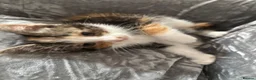 Mixed Breed cats for sale: BENGAL X TABBY FEMALE KITTEN in Walsall - Advert 5