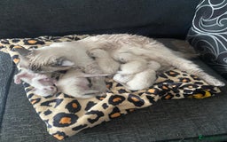 Ragdoll cats for sale: Ragdoll kittens  - Image 15