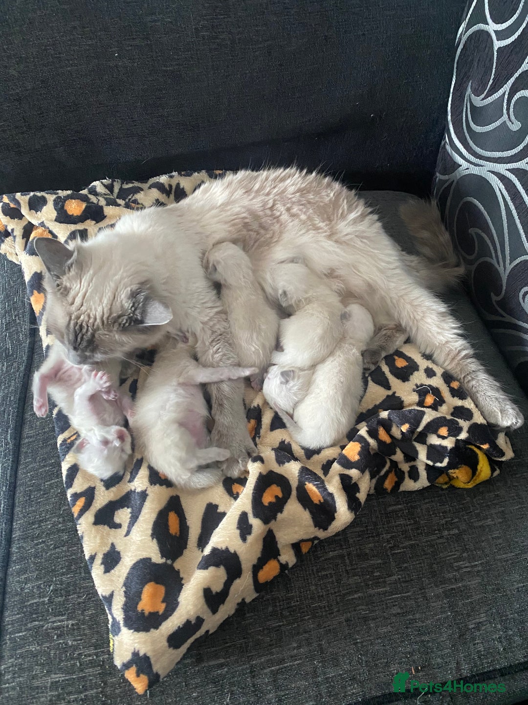 Ragdoll cats for sale: Ragdoll kittens  - Image 15