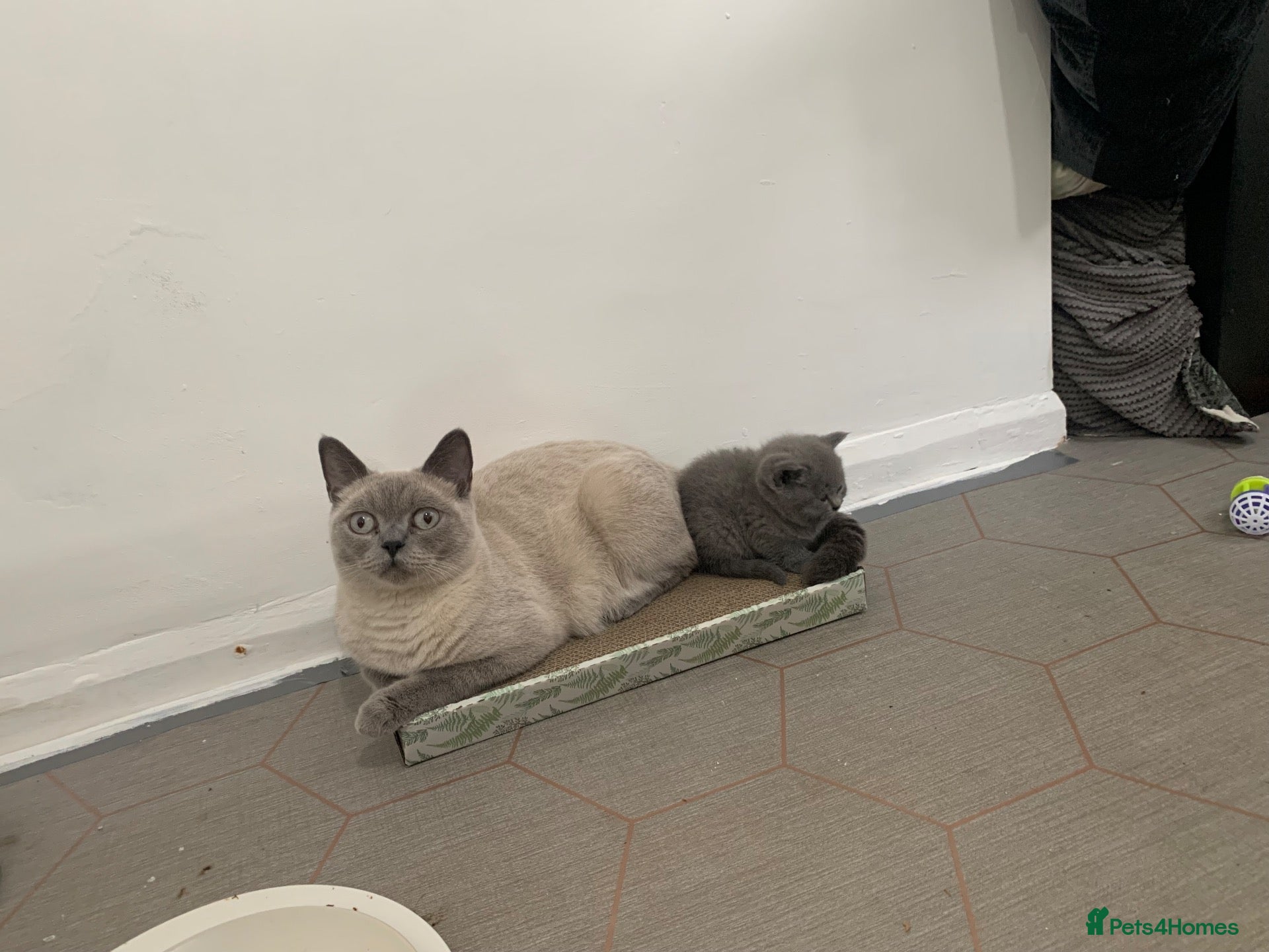 British Shorthair cats British shorthaired kittens  - Advert 1