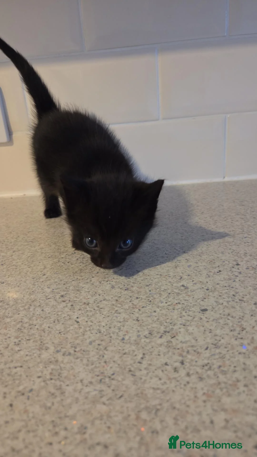 Mixed Breed cats for sale: Beautiful grey and black kittens - Advert 6