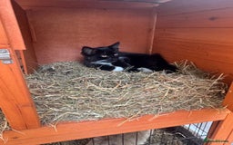 Domestic Shorthair cats for sale: Mother Cat & 2 Kittens - Image 3