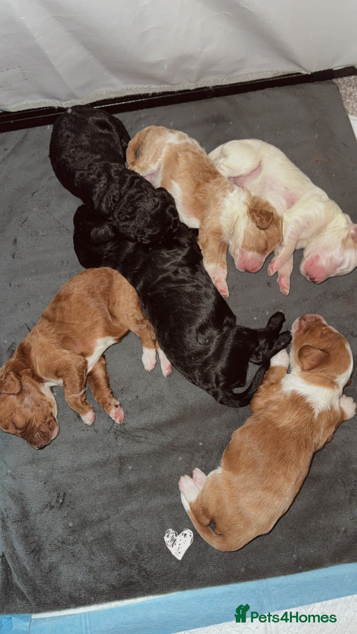 Cockapoo dogs Gorgeous F2 cockapoo puppies  in Melton Mowbray - Advert 15