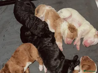 Cockapoo dogs Gorgeous F2 cockapoo puppies in Melton Mowbray - Advert 15