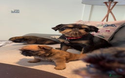 Griffon Bruxellois dogs for sale: Exceptionally confident beautys - Image 20