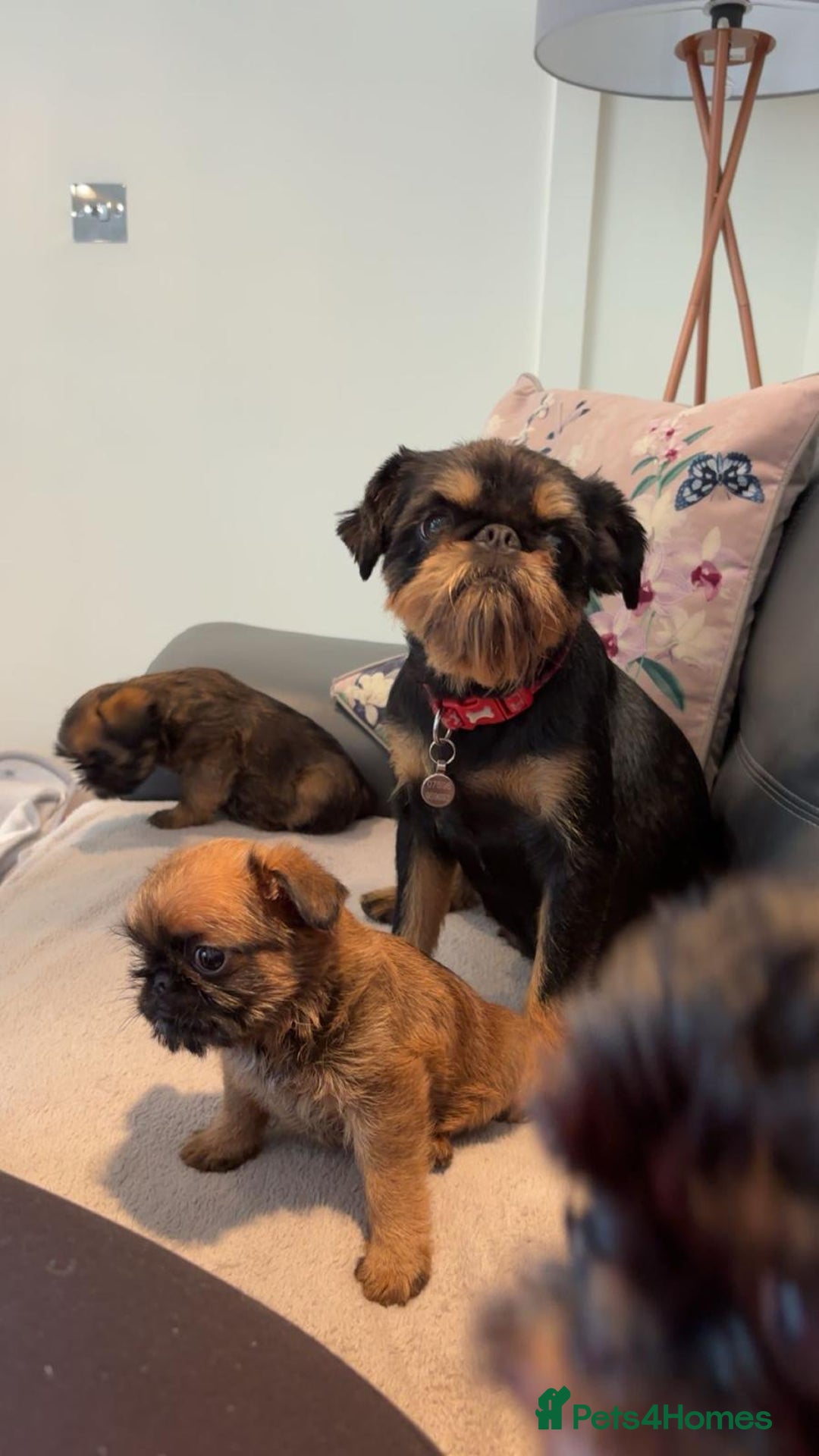 Griffon Bruxellois dogs for sale: Exceptionally confident beautys - Image 20