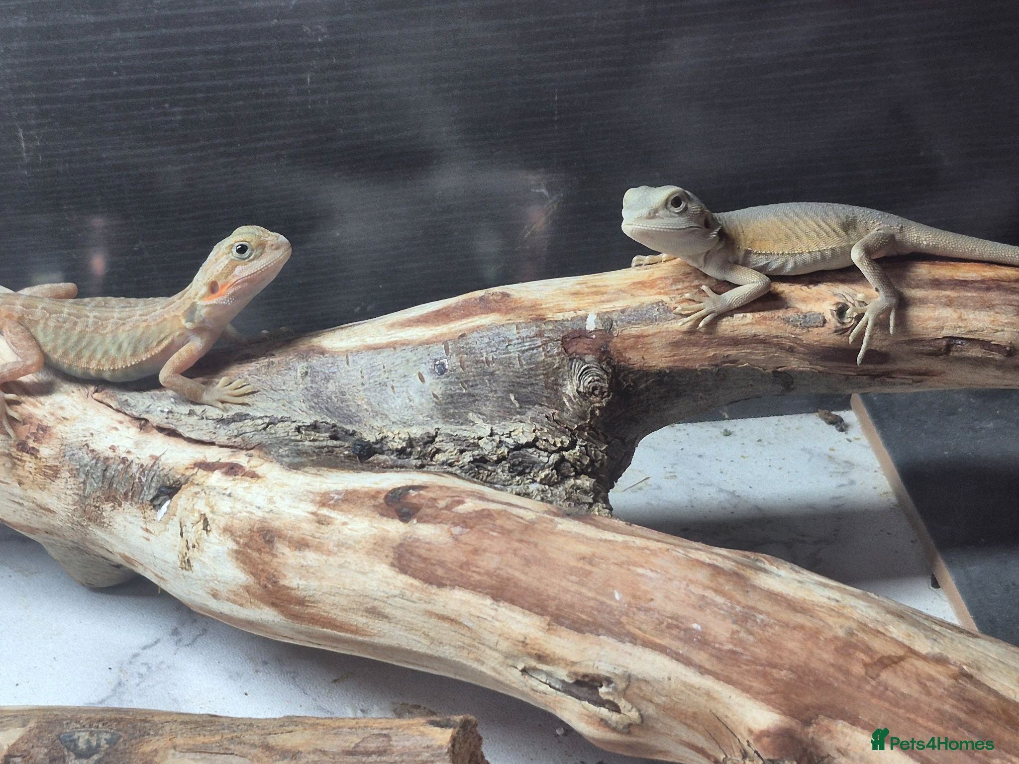 Bearded Dragon reptiles Baby bearded dragons  - Advert 1