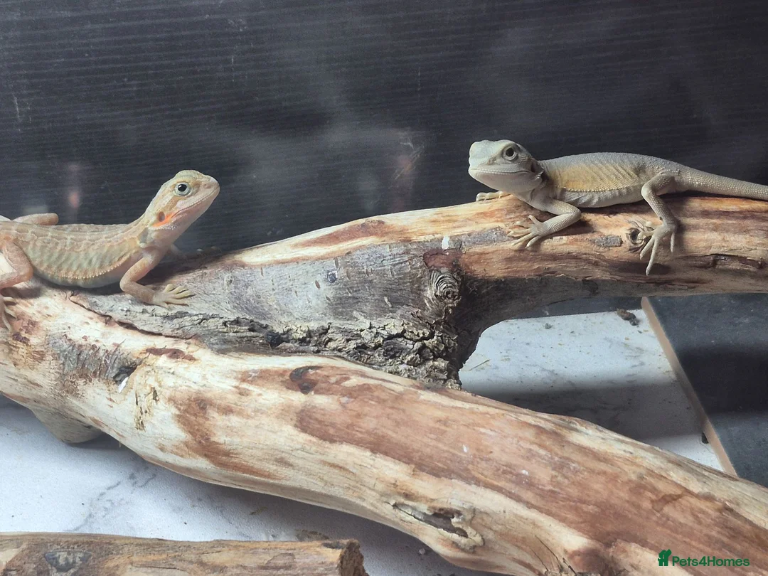 Bearded Dragon reptiles for sale: Baby bearded dragons  - Advert 1