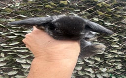 Mini Lop rabbits for sale: Stunning pure bred mini lop babies  - Image 8