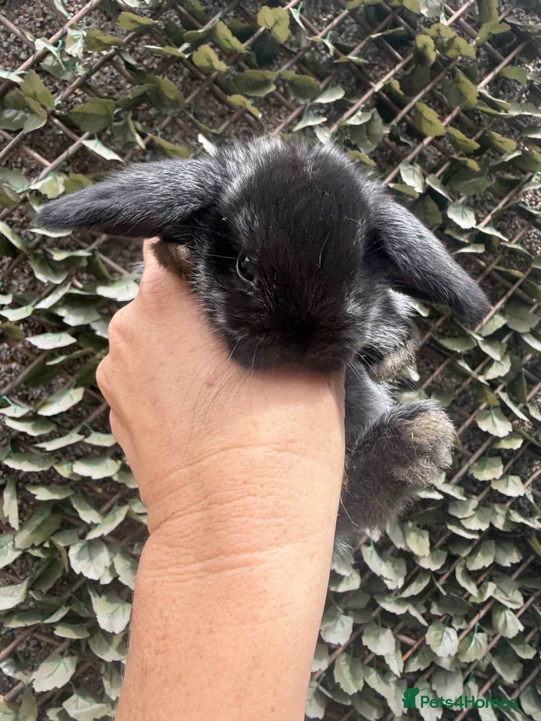 Mini Lop rabbits for sale: Stunning pure bred mini lop babies  - Image 8