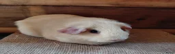 Guinea Pig rodents for sale: Guinea pigs  - Advert 5