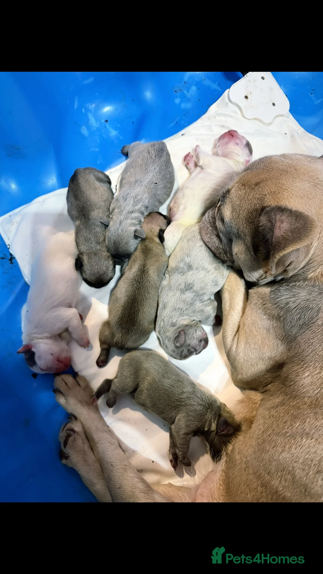 French Bulldog dogs for sale: 🏆 FRENCH BULLDOG 🏆 - Advert 8