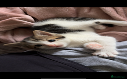 Mixed Breed cats for sale: 4 beautiful kittens  - Image 3