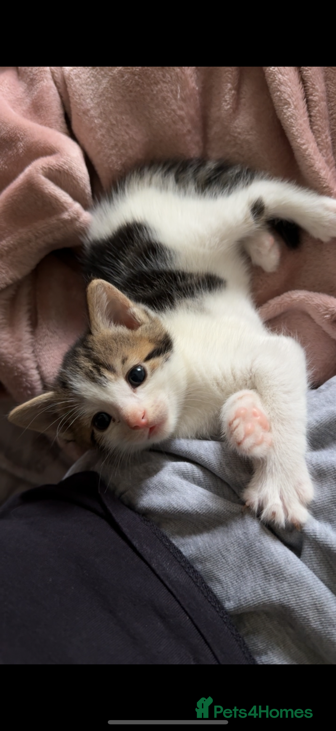 Mixed Breed cats for sale: 4 beautiful kittens  - Image 3