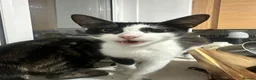 Mixed Breed cats for sale: 6 beautiful kittens looking for forever homes - Advert 10