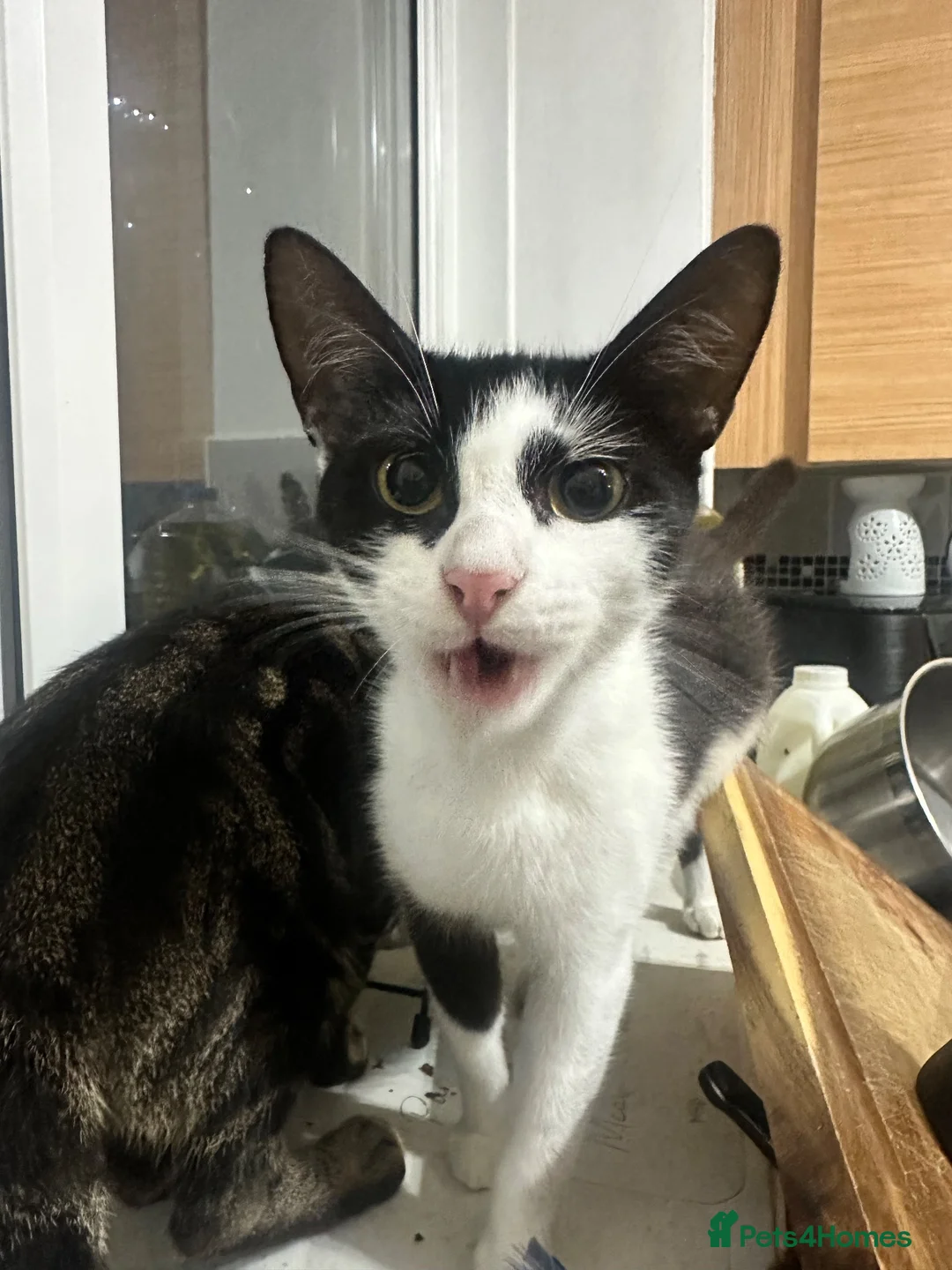 Mixed Breed cats for sale: 6 beautiful kittens looking for forever homes - Advert 10