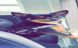 Pomchi dogs for sale: Lovely Male Pomchi - Image 2