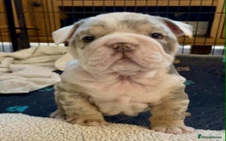 English Bulldog dogs for sale: English Bulldog puppies  - Image 7