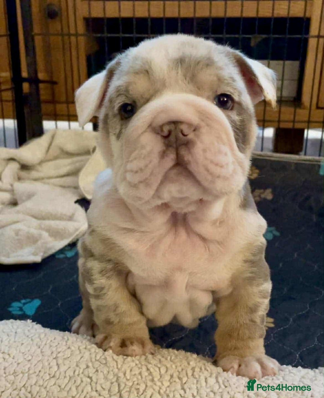 English Bulldog dogs for sale: English Bulldog puppies  - Image 7