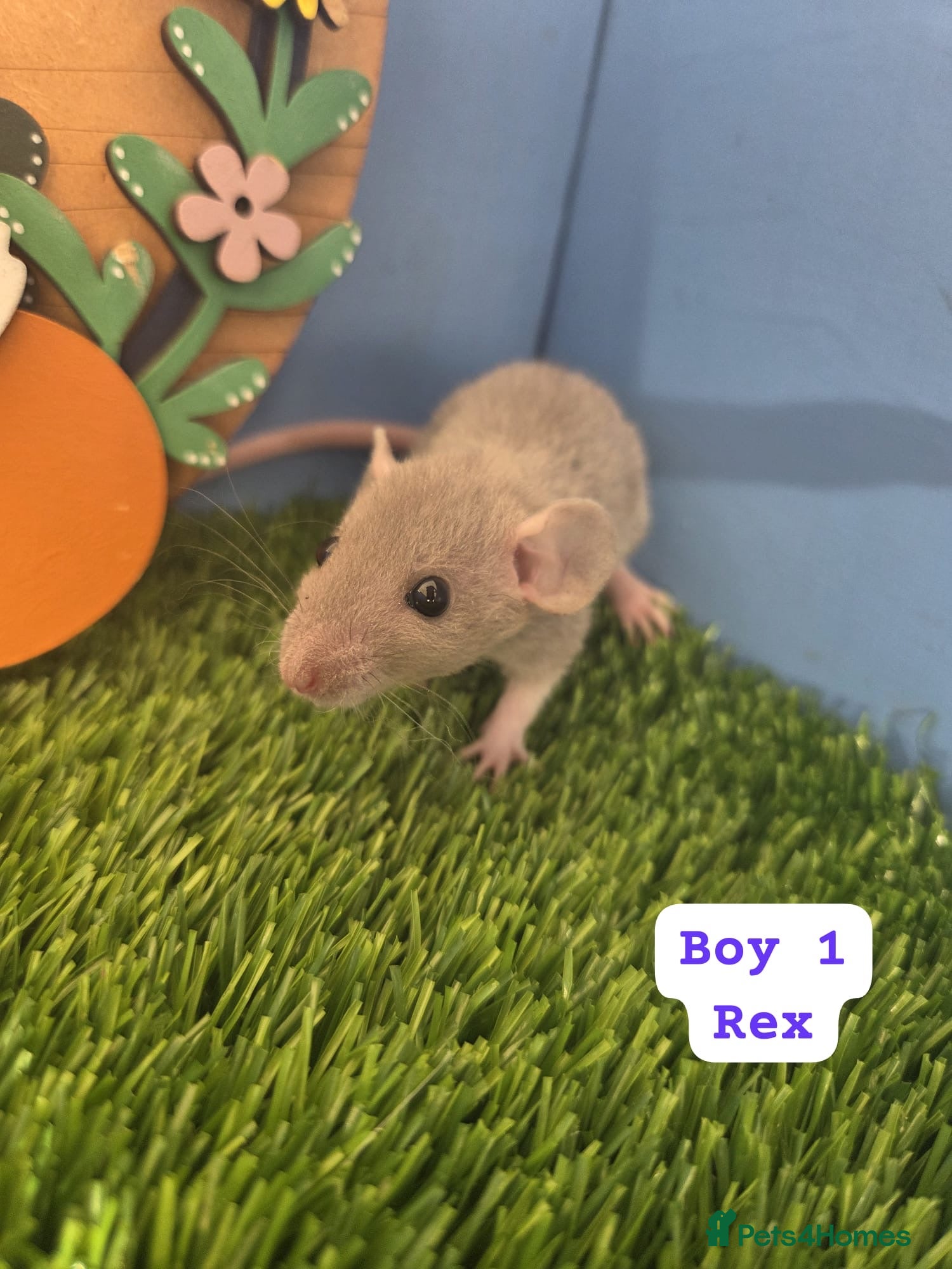 Rat rodents Baby Dwarf Rats Males Females  - Advert 2