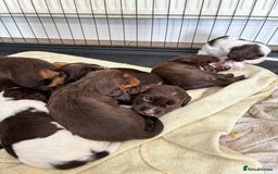 Cocker Spaniel dogs for sale: Beautiful working cocker spaniels  - Image 3