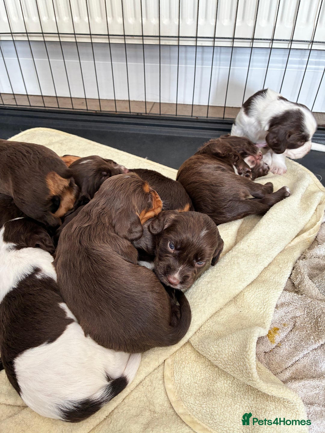 Cocker Spaniel dogs for sale: Beautiful working cocker spaniels  - Image 3