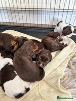 Cocker Spaniel dogs - Advert 6