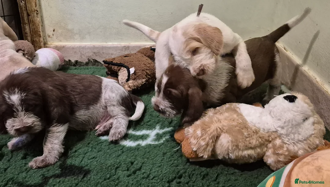 Italian Spinone dogs for sale: Italian Spinone Puppies Available  - Advert 8