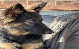 German Shepherd dogs for sale: Beautiful Female GSD - Image 5