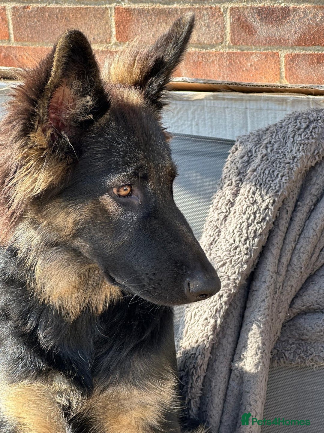 German Shepherd dogs for sale: Beautiful Female GSD - Image 5
