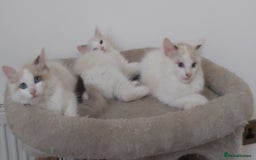 Ragdoll cats for sale: RAGDOLLS BOYS BICOLOUR VACCINATED MICROCHIPED  - Image 22