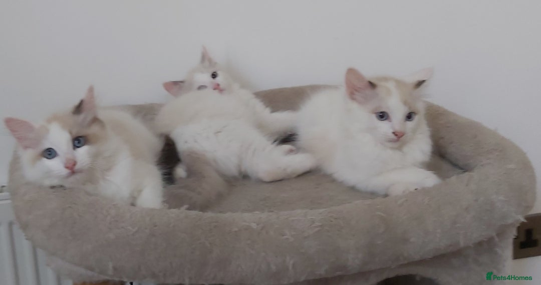 Ragdoll cats for sale: RAGDOLLS BOYS BICOLOUR VACCINATED MICROCHIPED  - Image 22