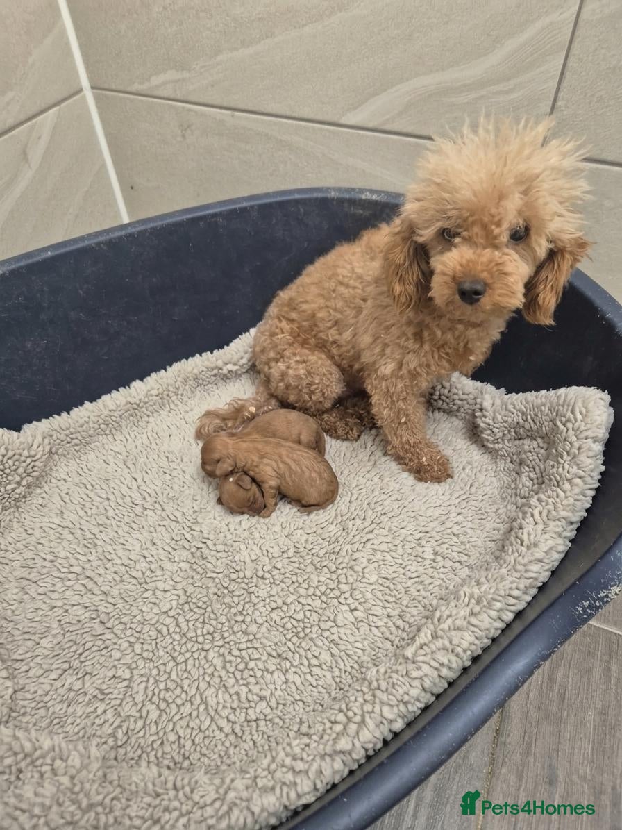 Cavapoo dogs Fox Red Cavapoo Females - Advert 1