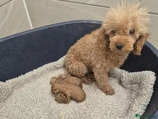 Cavapoo dogs Fox Red Cavapoo Females - Advert 1