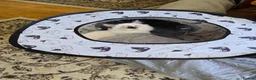 Ragdoll cats for sale: Fully Vaccinated, Microchipped, Insured Ready Now  - Advert 8