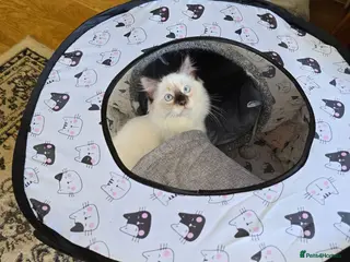 Ragdoll cats Fully Vaccinated, Microchipped, Insured Ready Now - Advert 1