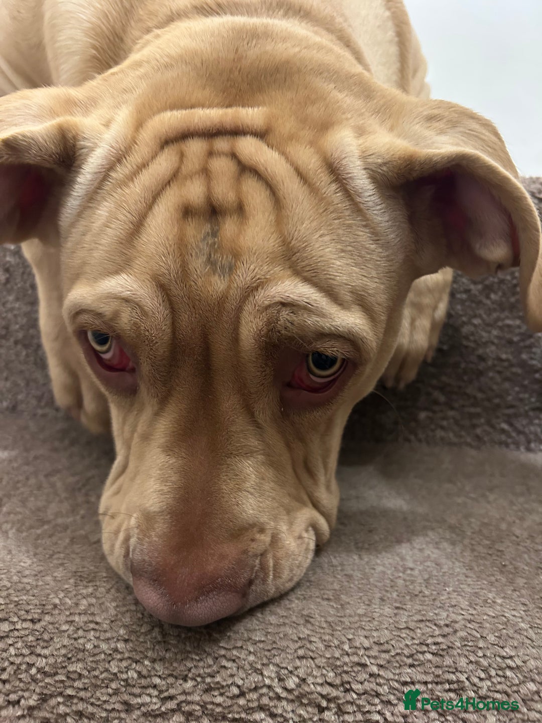 Mixed Breed dogs for sale: Lovely puppy  - Advert 3