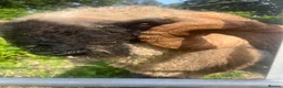 Sheep livestock for sale: Blacknose valais Ram  - Advert 3