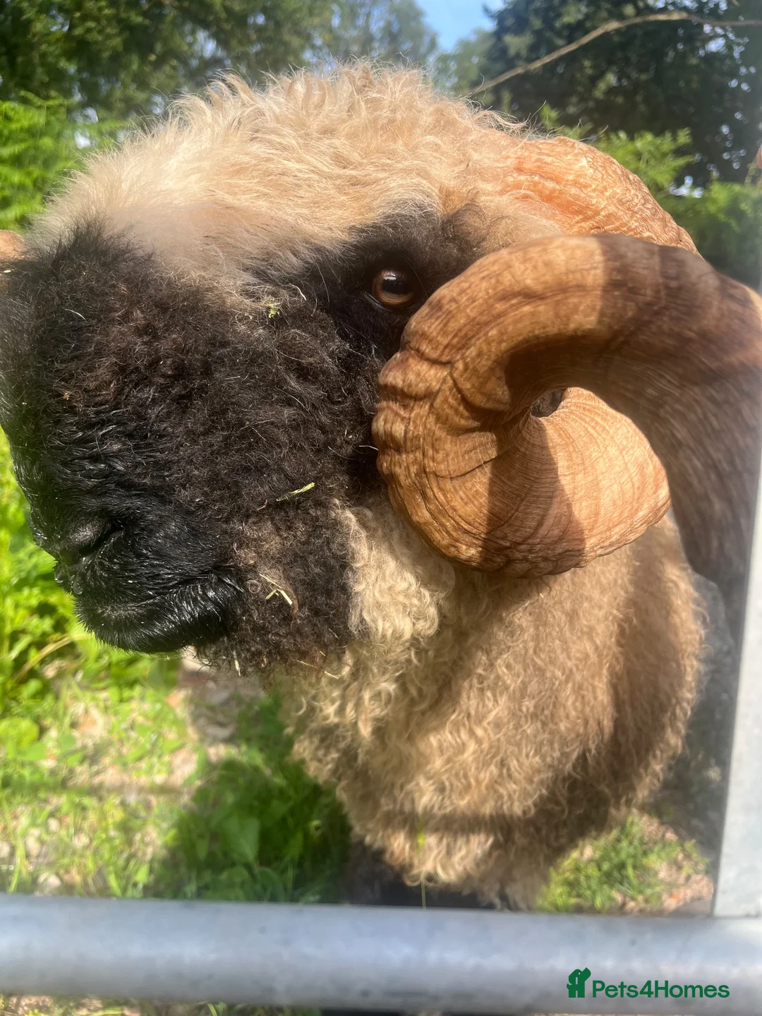 Sheep livestock for sale: Blacknose valais Ram  - Advert 3