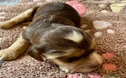 Cocker Spaniel dogs for sale: Kc reg show type cocker spaniel puppies  - Image 11