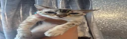 Bengal cats for sale: Beautiful Snow lynx 3yrs old - Advert 4